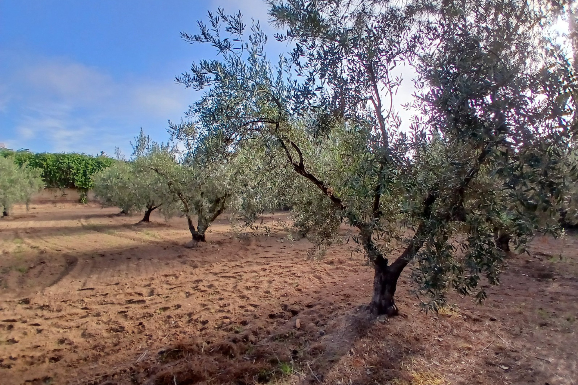 Revente - Maison de campagne -
Jumilla