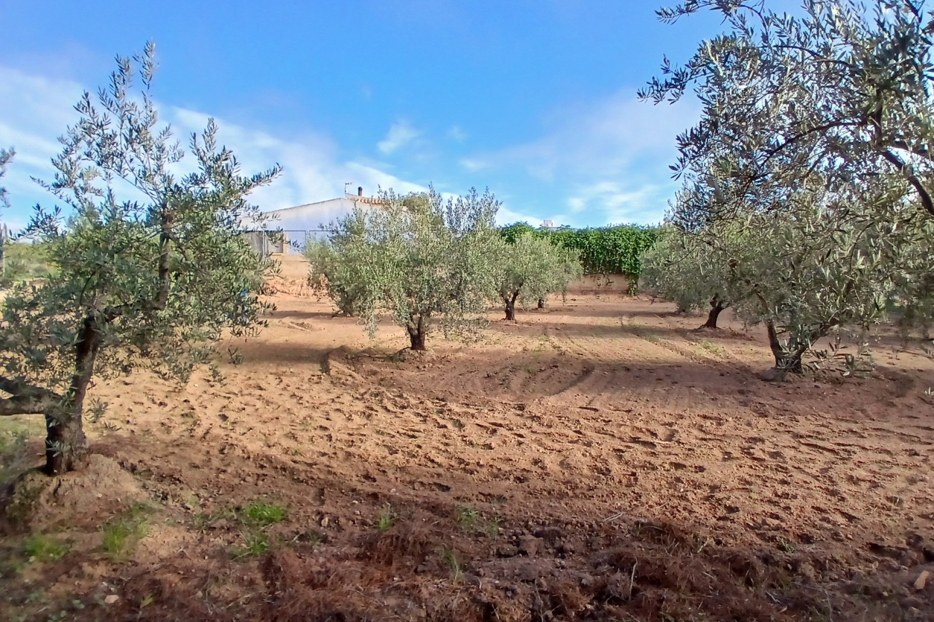 Revente - Maison de campagne -
Jumilla