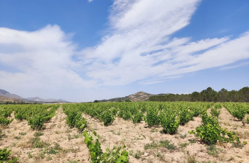 Revente - Maison de campagne -
Yecla