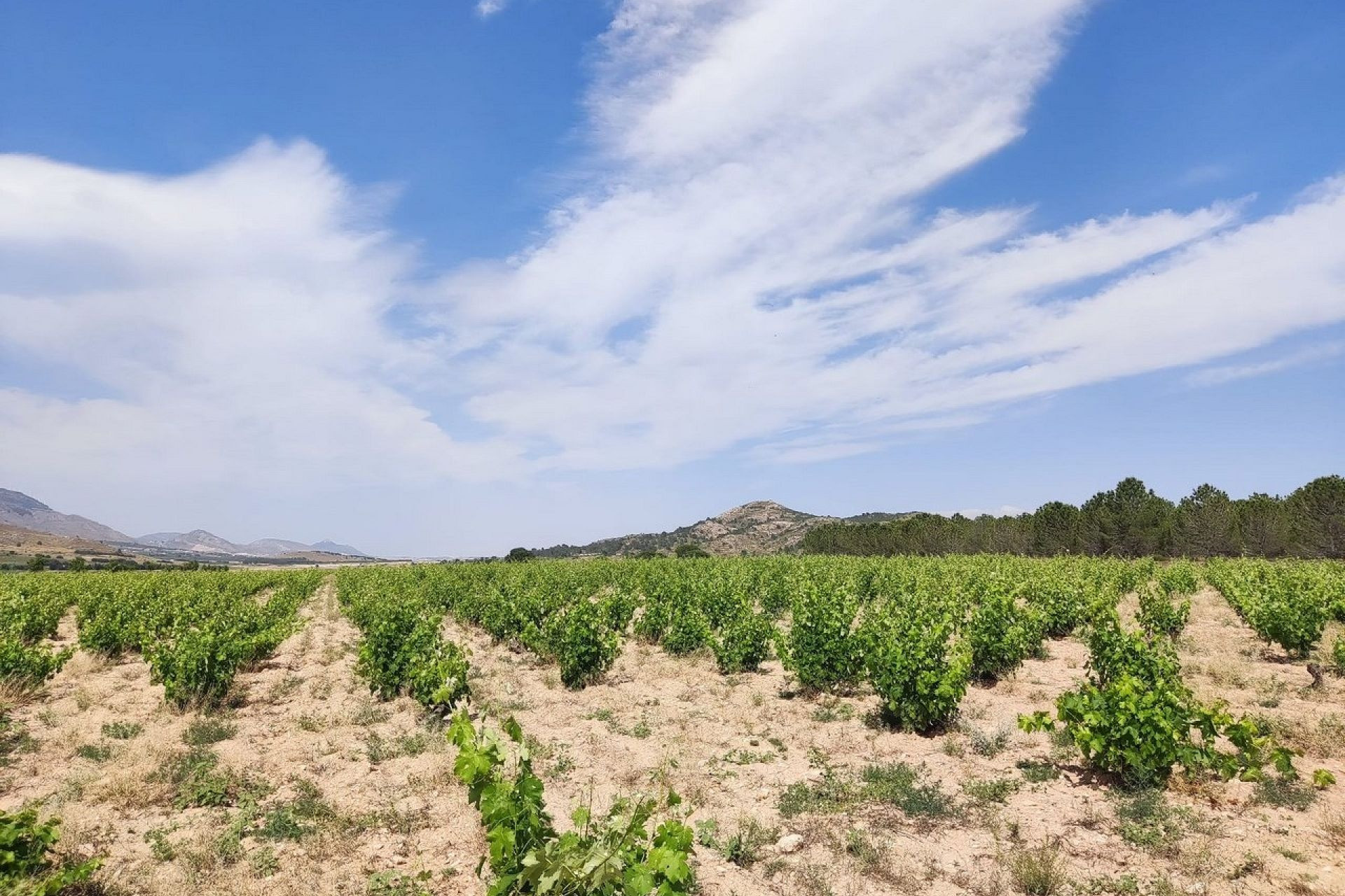 Revente - Maison de campagne -
Yecla