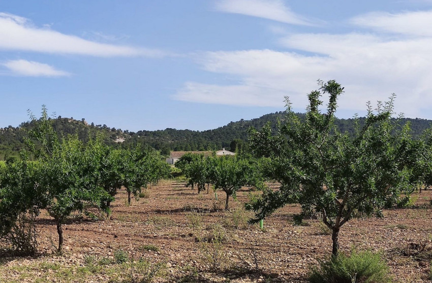 Revente - Maison de campagne -
Yecla