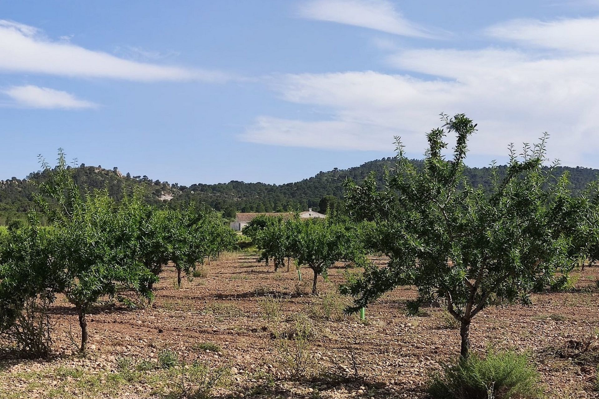 Revente - Maison de campagne -
Yecla