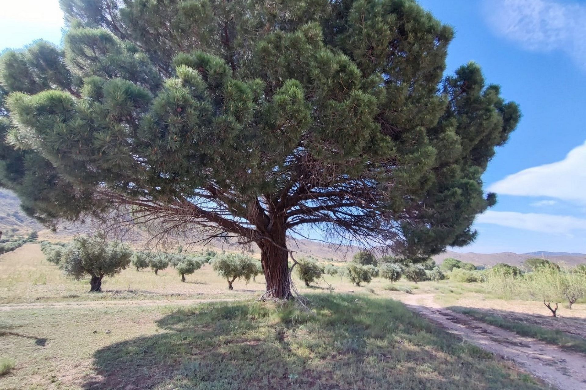 Revente - Maison de campagne -
Yecla