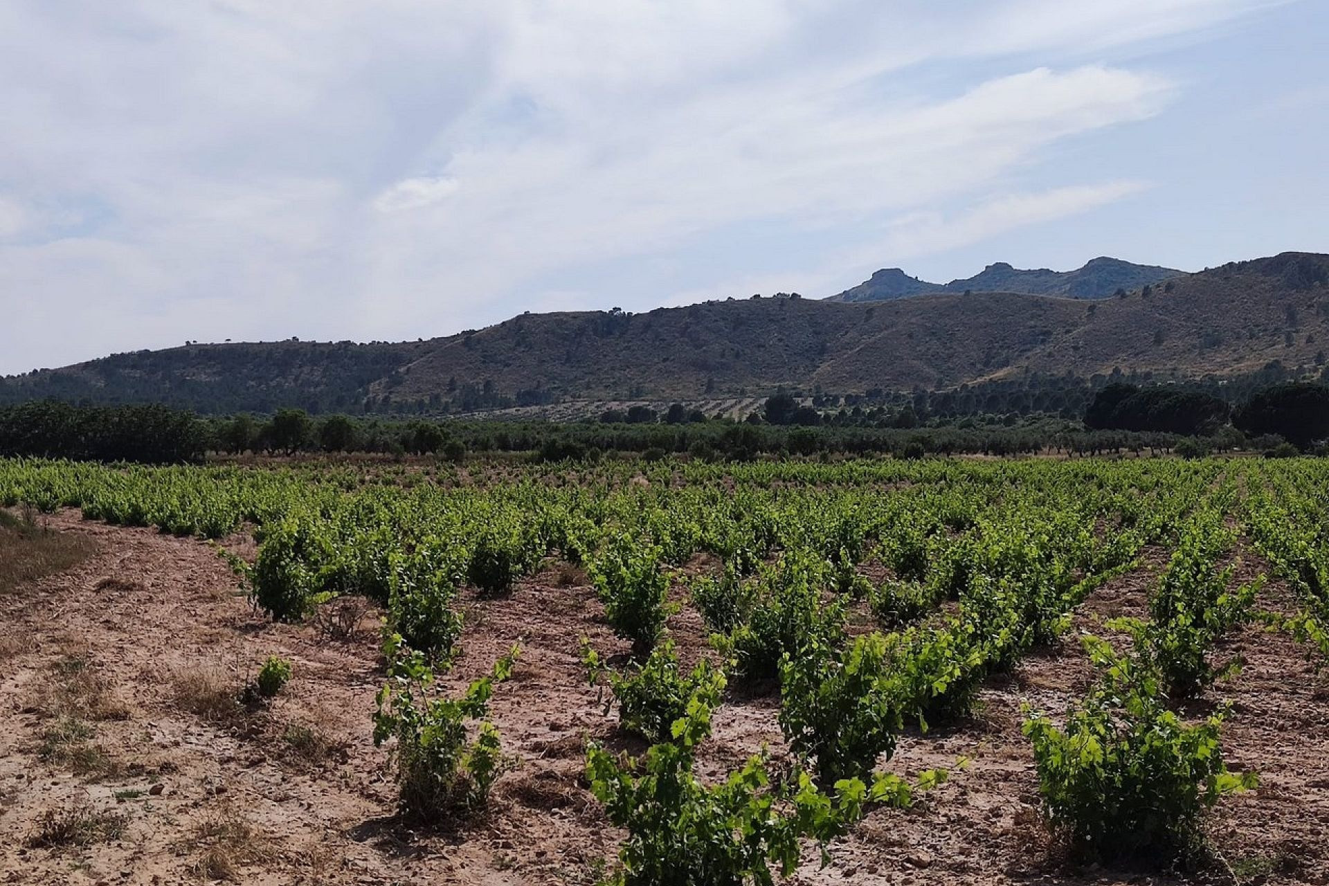 Revente - Maison de campagne -
Yecla