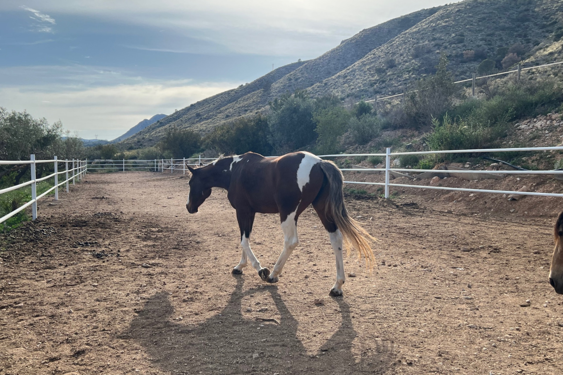 Revente - propriété équestre -
Hondón de las Nieves - HONDON DE LAS NIEVES
