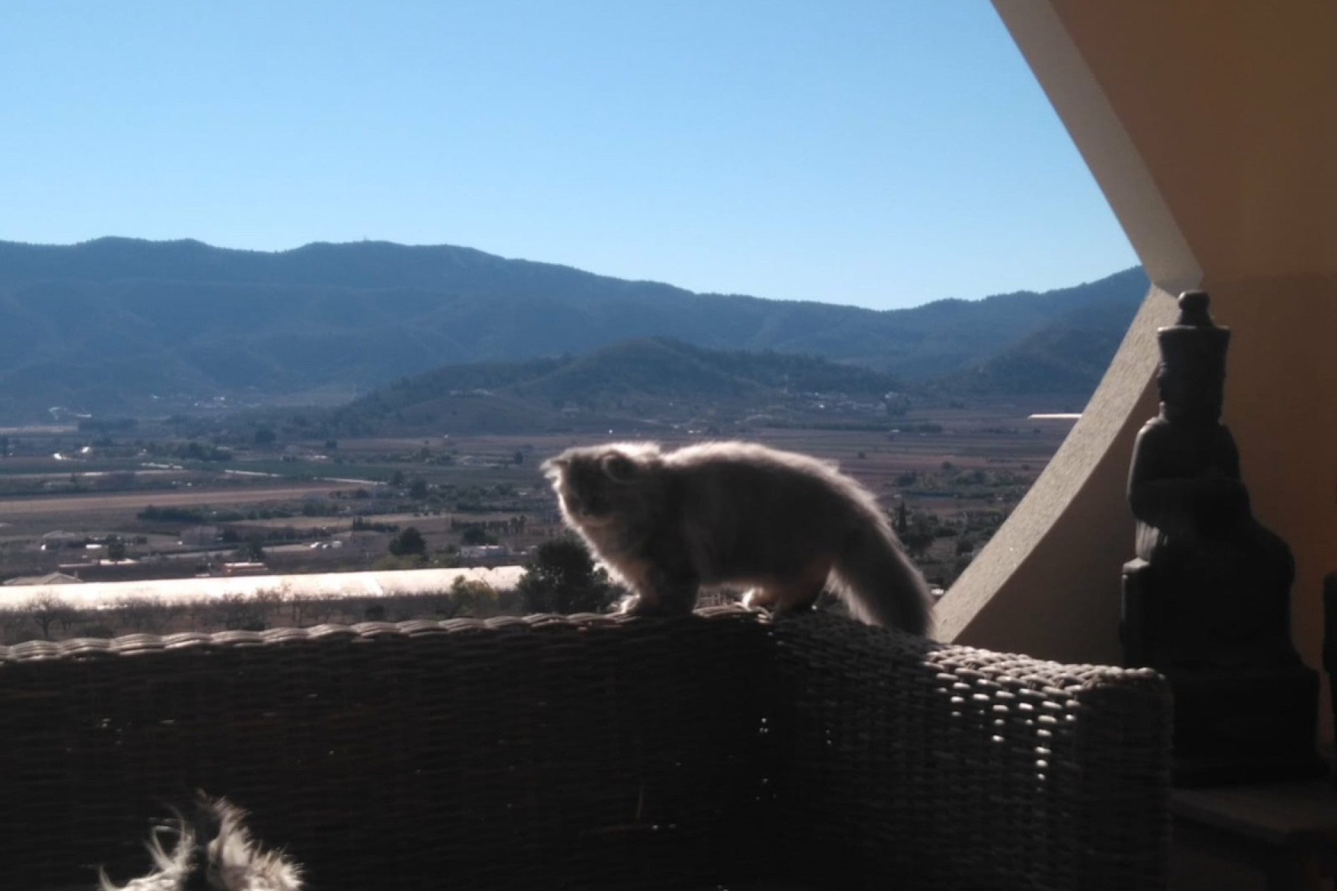 Revente - propriété équestre -
Hondón de las Nieves - HONDON DE LAS NIEVES