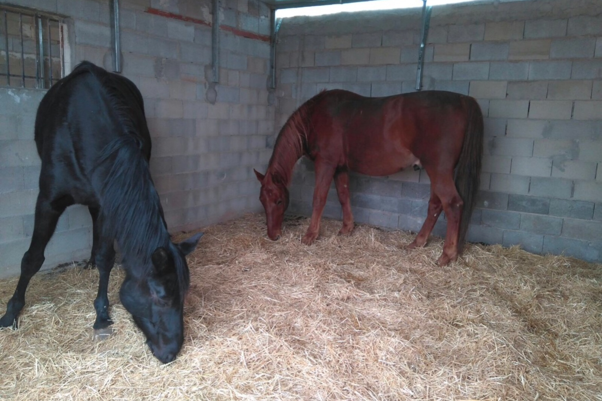 Revente - propriété équestre -
Hondón de las Nieves - HONDON DE LAS NIEVES