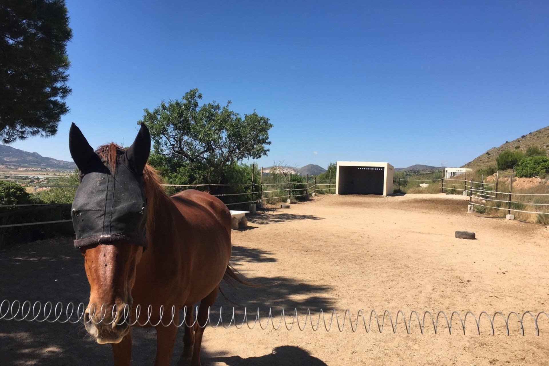 Revente - propriété équestre -
Hondón de las Nieves - HONDON DE LAS NIEVES