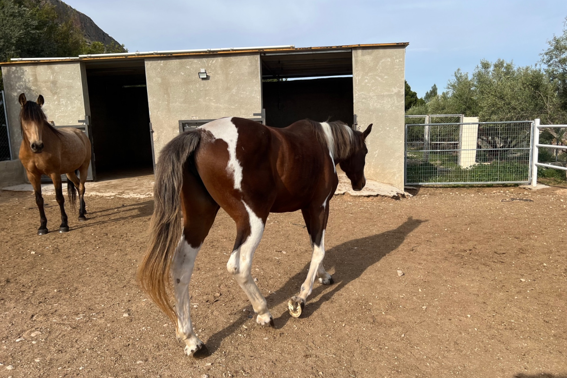 Revente - propriété équestre -
Hondón de las Nieves - HONDON DE LAS NIEVES