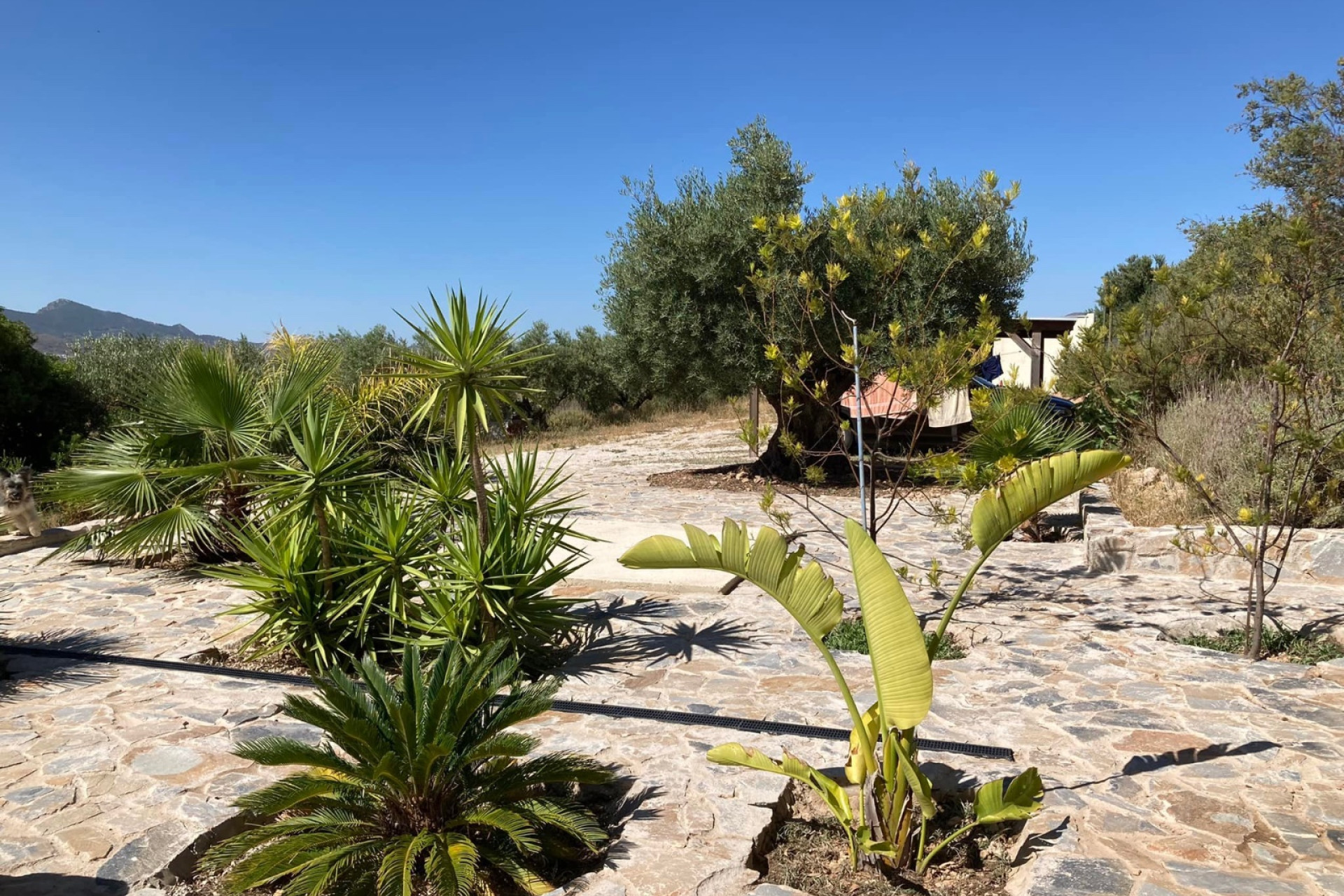Revente - propriété équestre -
Hondón de las Nieves - HONDON DE LAS NIEVES