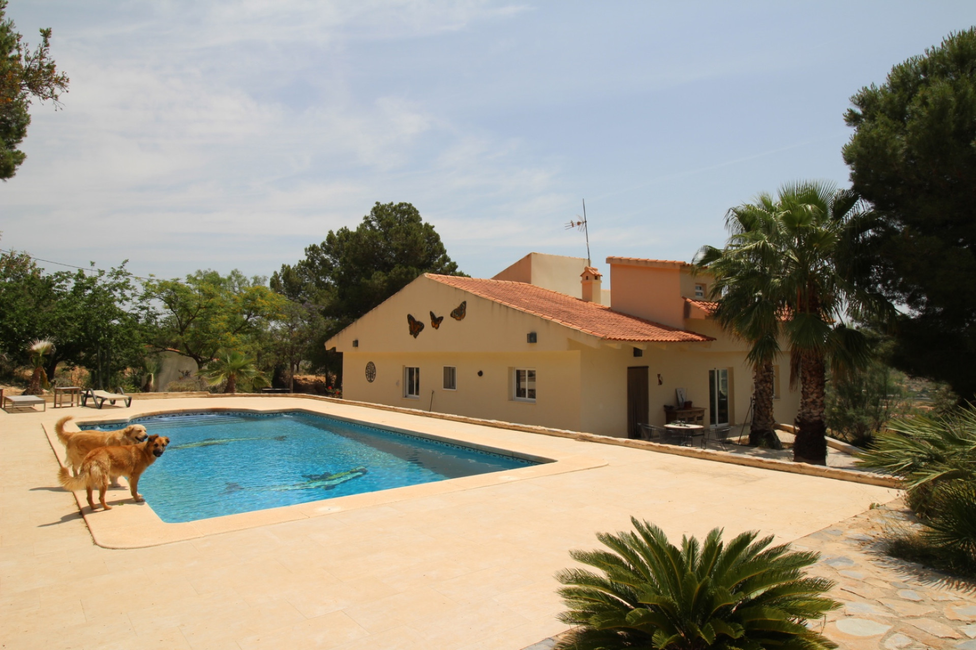 Revente - propriété équestre -
Hondón de las Nieves - HONDON DE LAS NIEVES