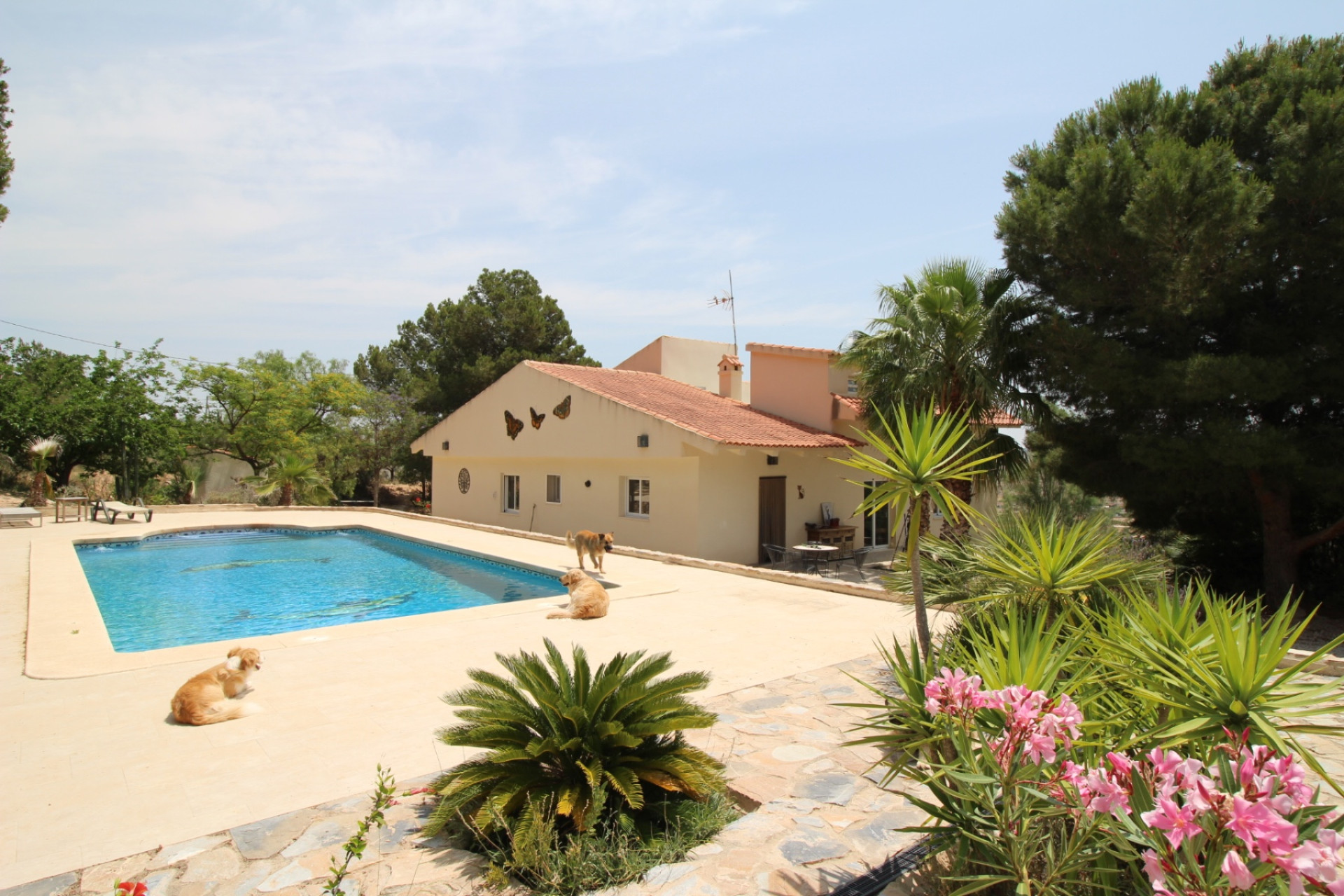 Revente - propriété équestre -
Hondón de las Nieves - HONDON DE LAS NIEVES