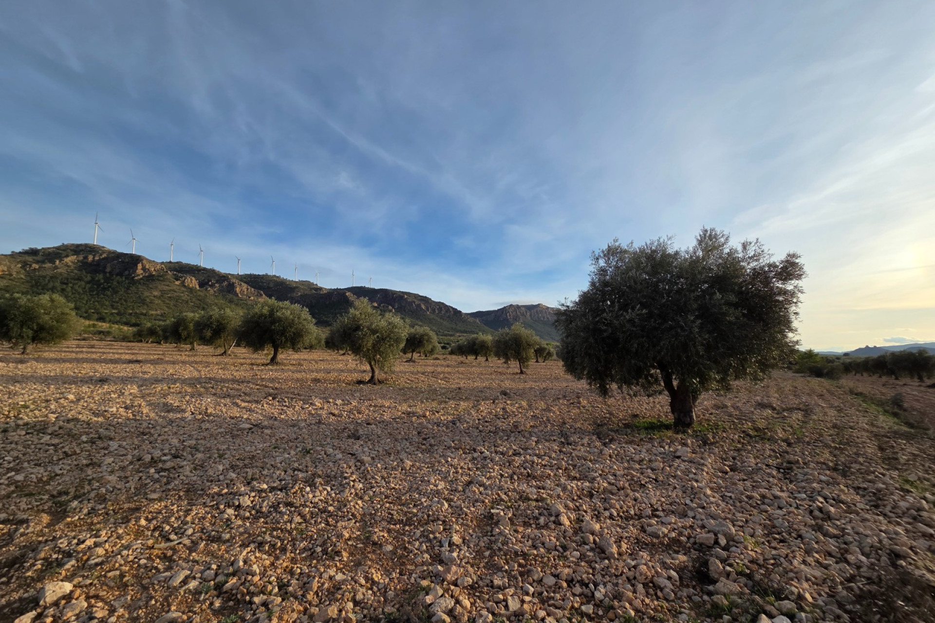 Revente - Terrain -
Jumilla