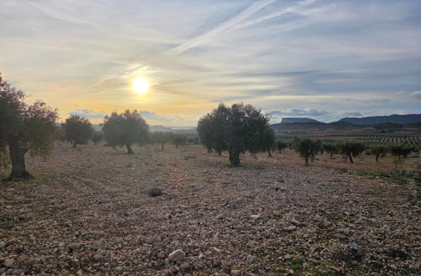 Revente - Terrain -
Jumilla