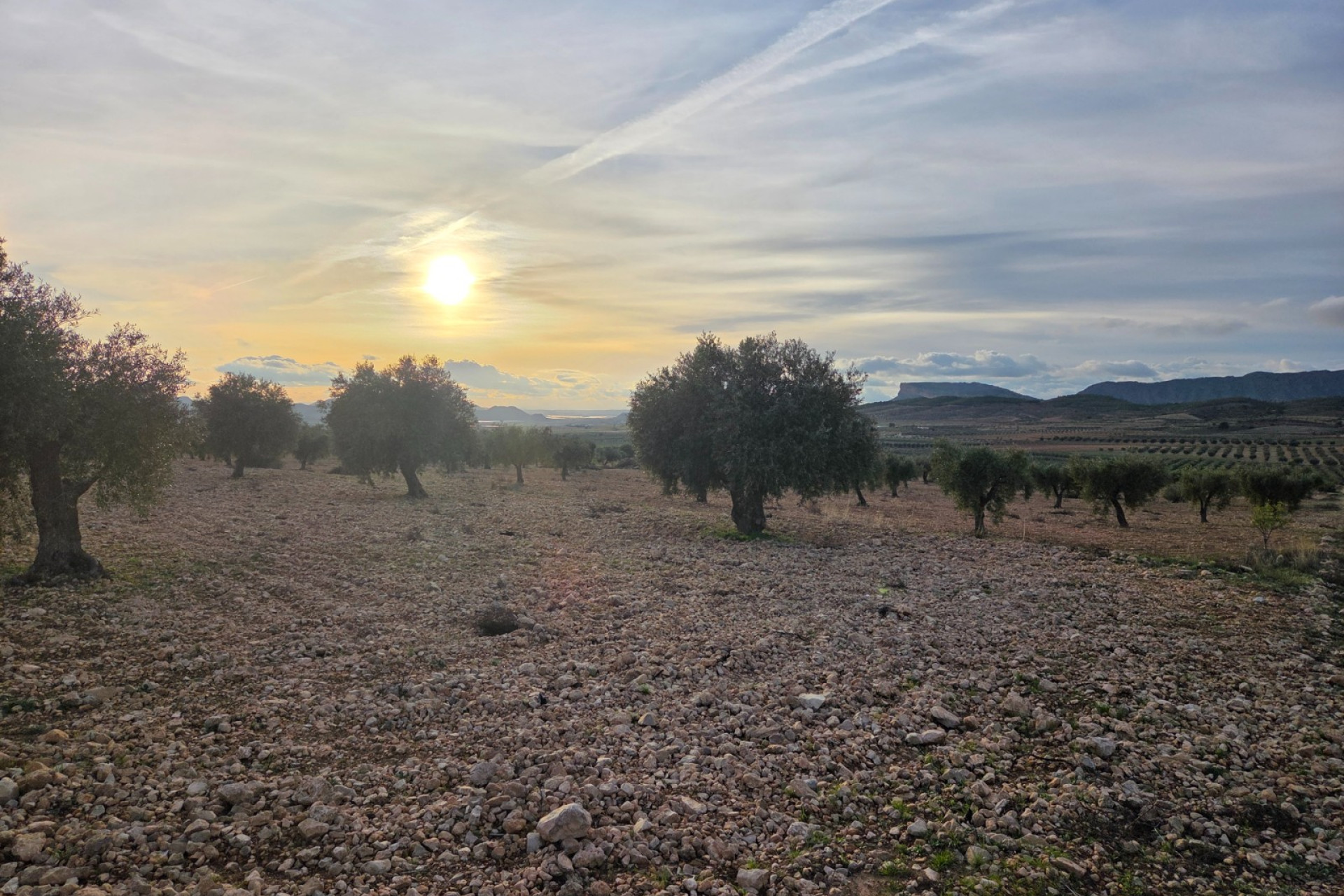 Revente - Terrain -
Jumilla