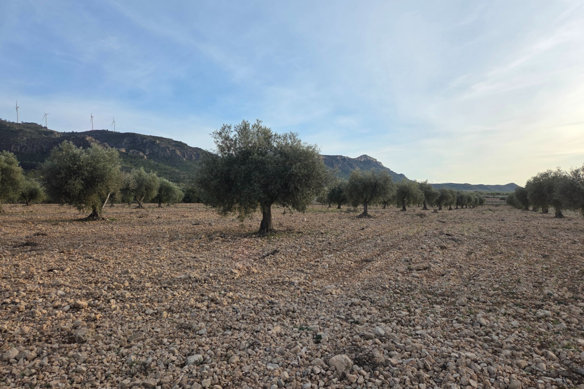 Revente - Terrain -
Jumilla