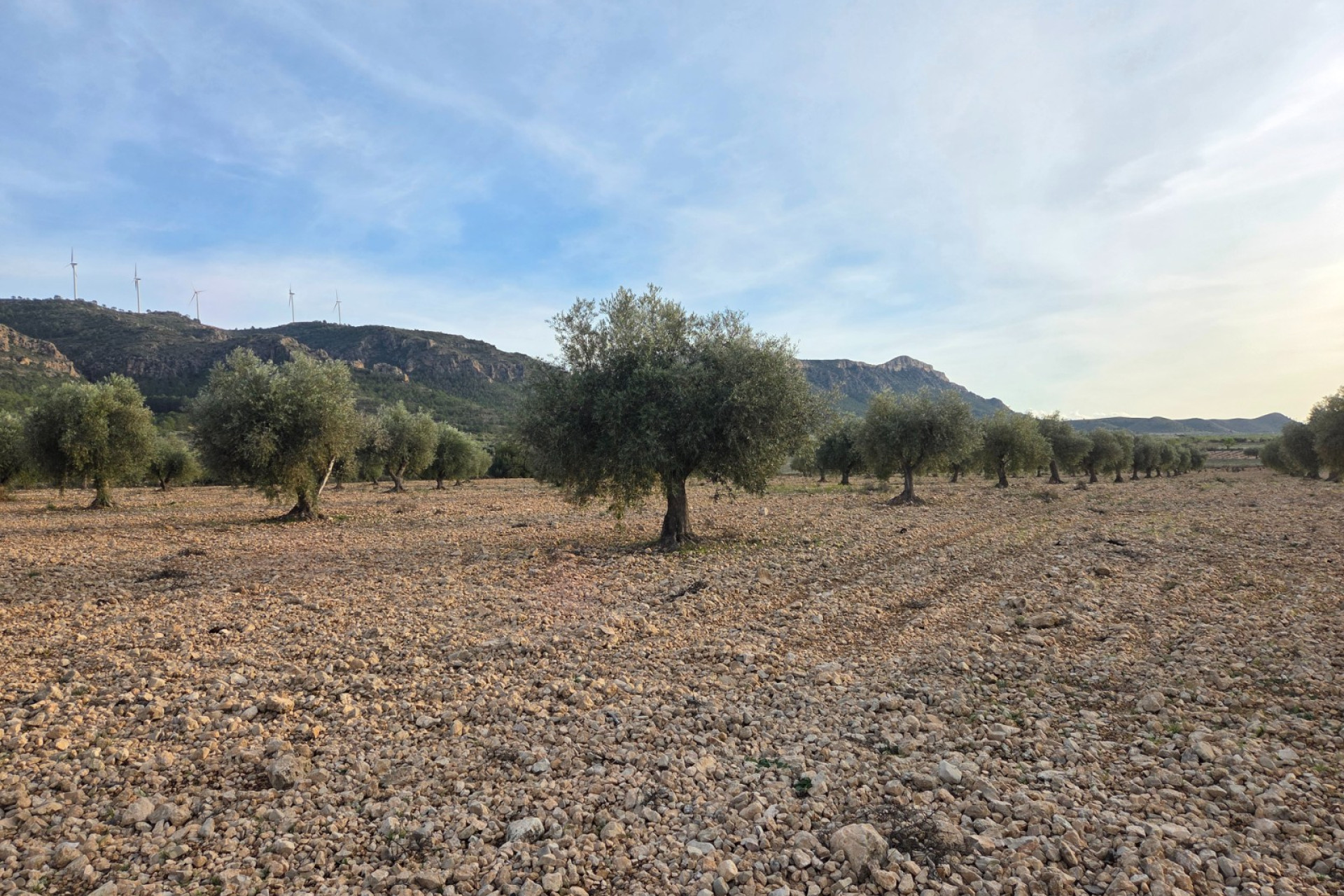Revente - Terrain -
Jumilla