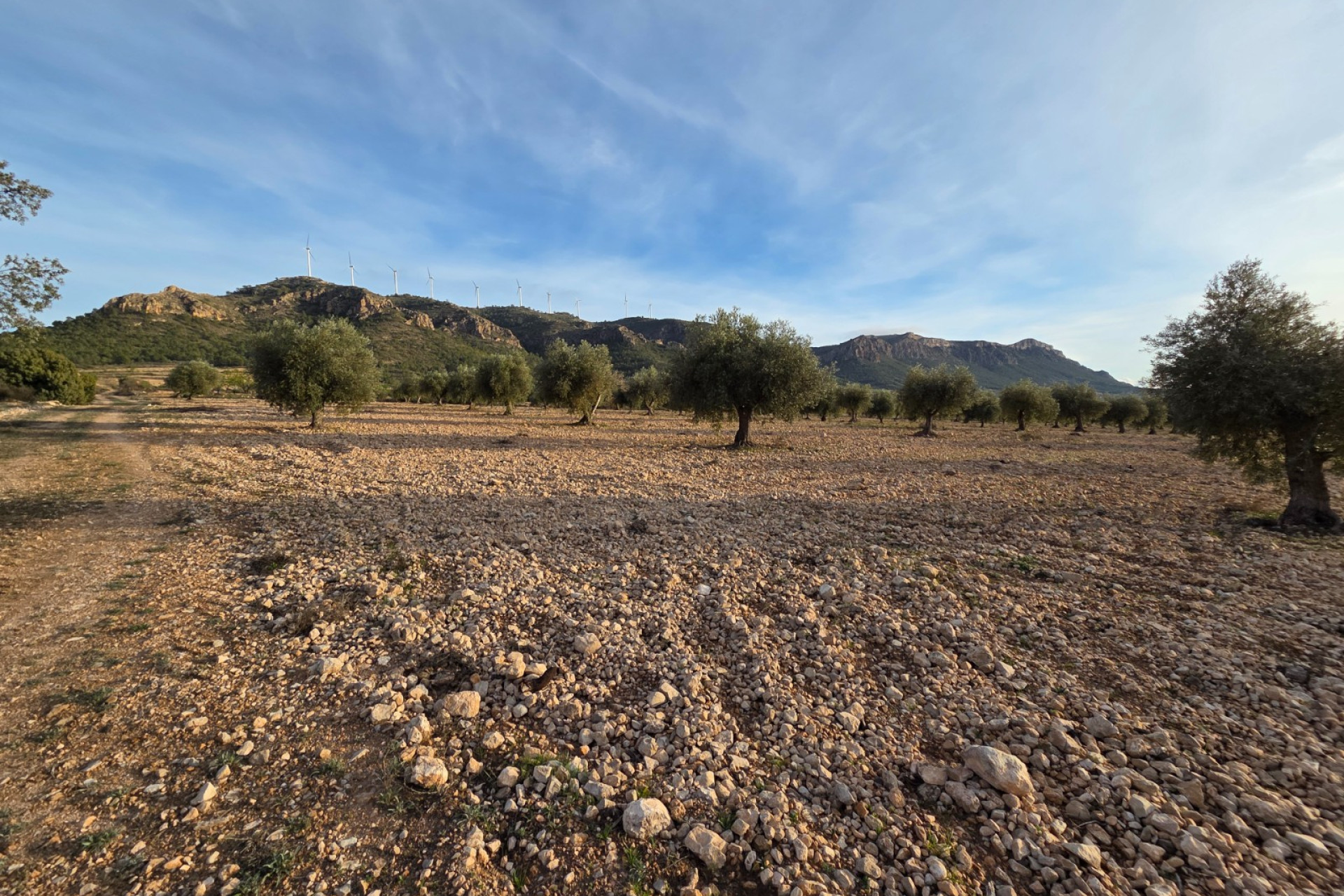 Revente - Terrain -
Jumilla
