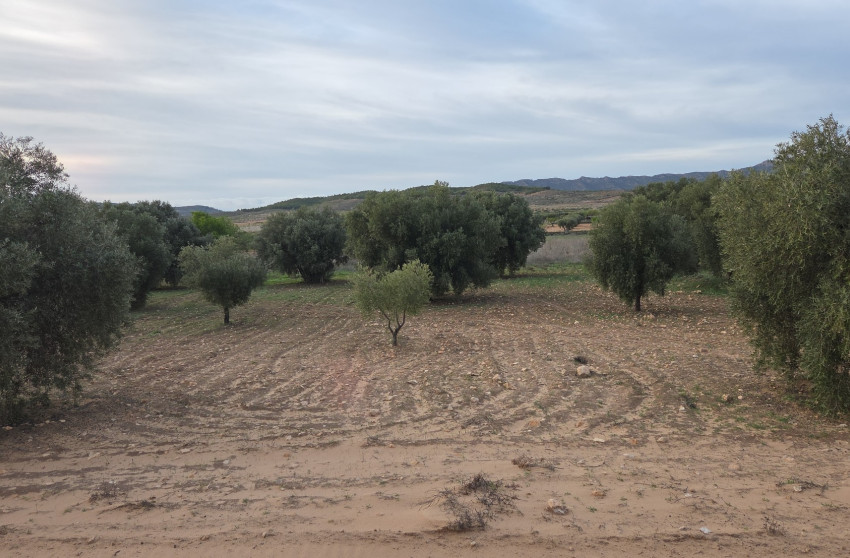 Revente - Terrain -
Jumilla