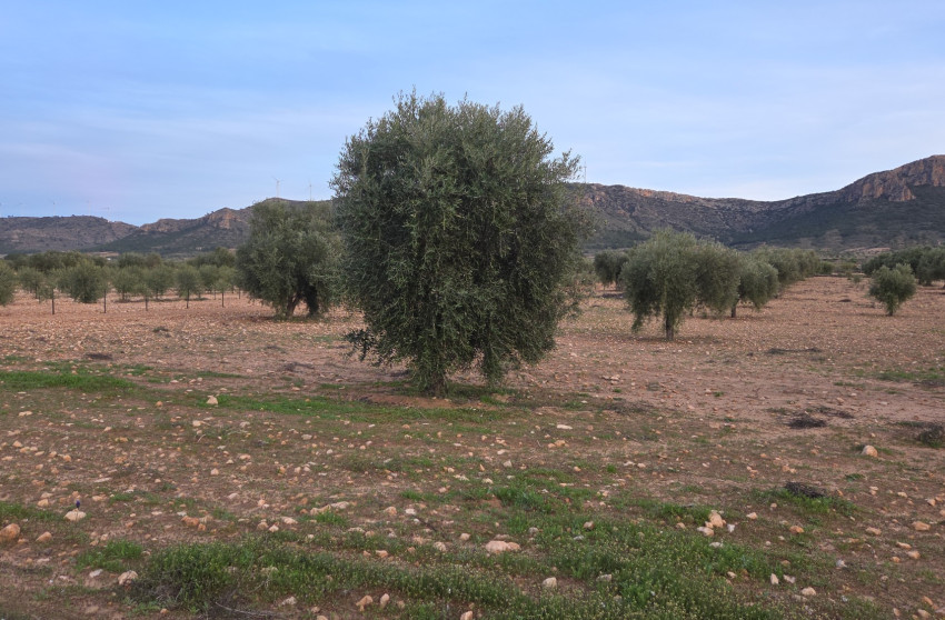 Revente - Terrain -
Jumilla