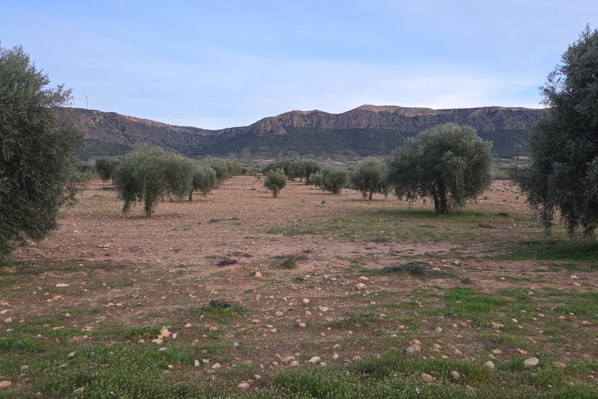 Revente - Terrain -
Jumilla