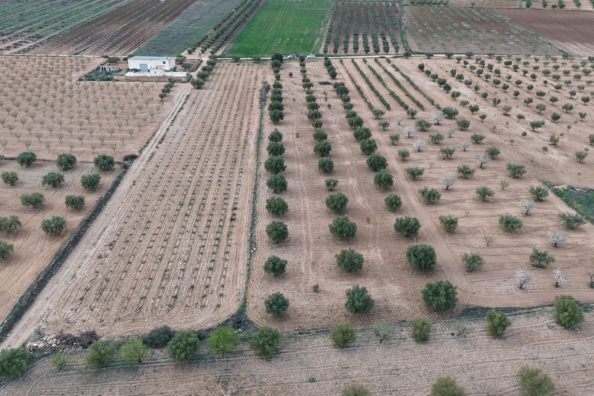 Revente - Terrain -
Jumilla