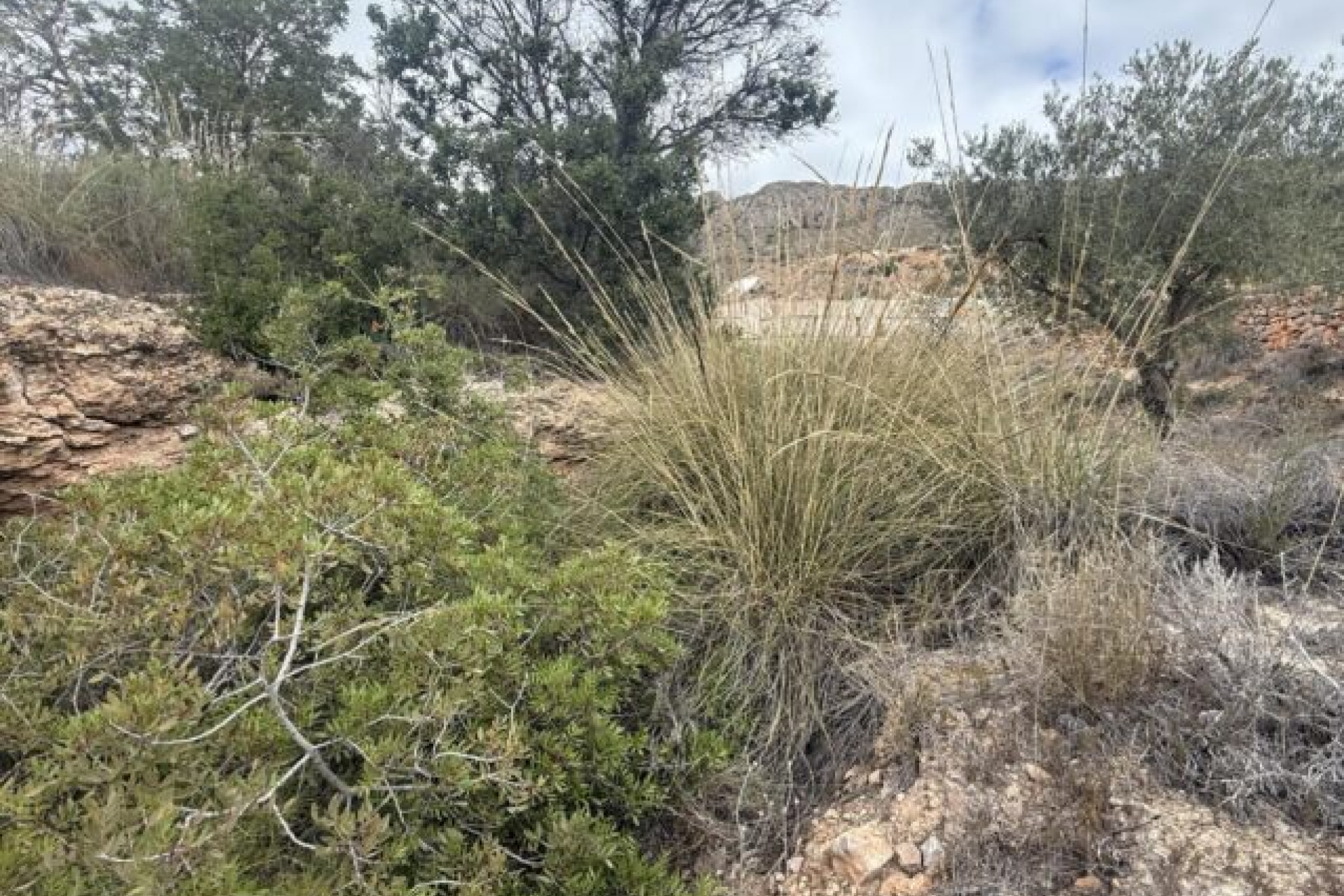 Revente - Terrain -
La Romana