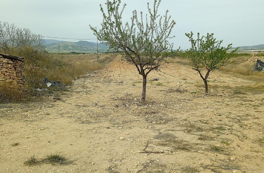 Revente - Terrain -
Mon&oacute;var - Monovar