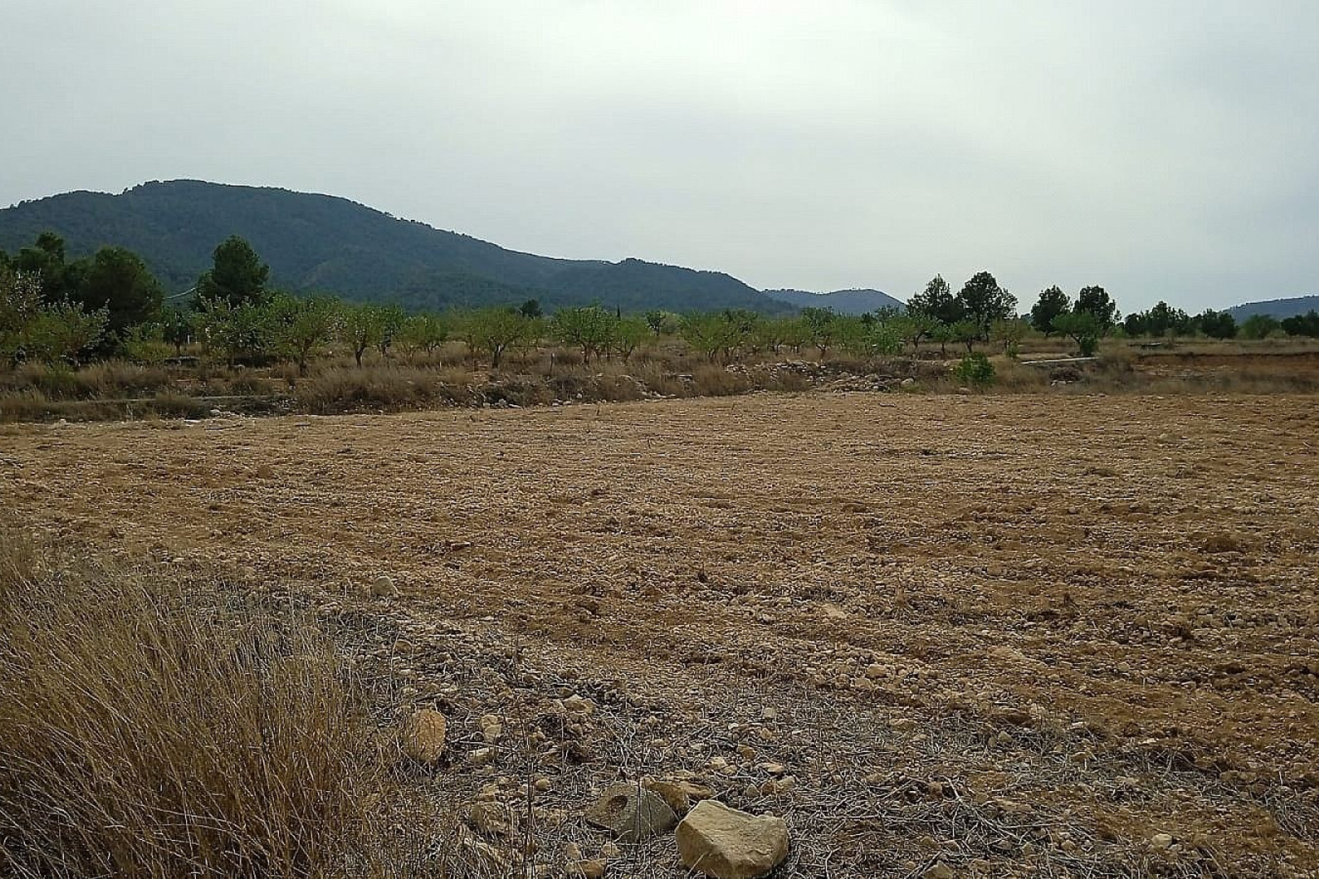 Revente - Terrain -
Mon&oacute;var - Monovar