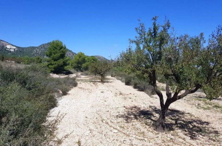 Revente - Terrain -
Mon&oacute;var - Monovar