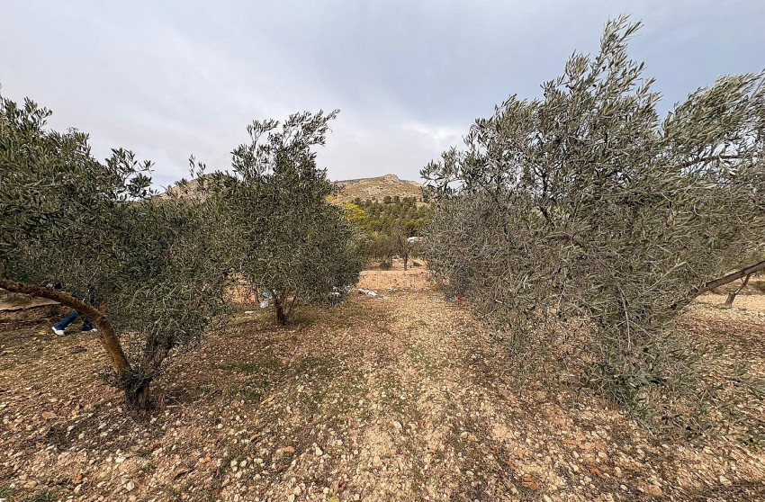 Revente - Terrain -
Onil