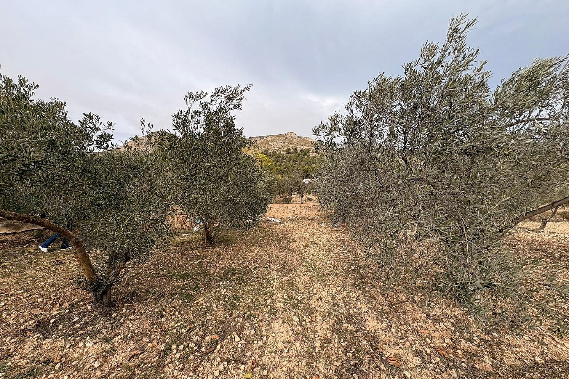 Revente - Terrain -
Onil