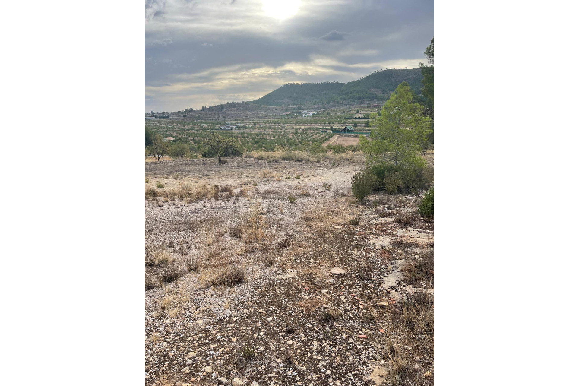 Revente - Terrain -
Pinoso - Pinoso Alicante