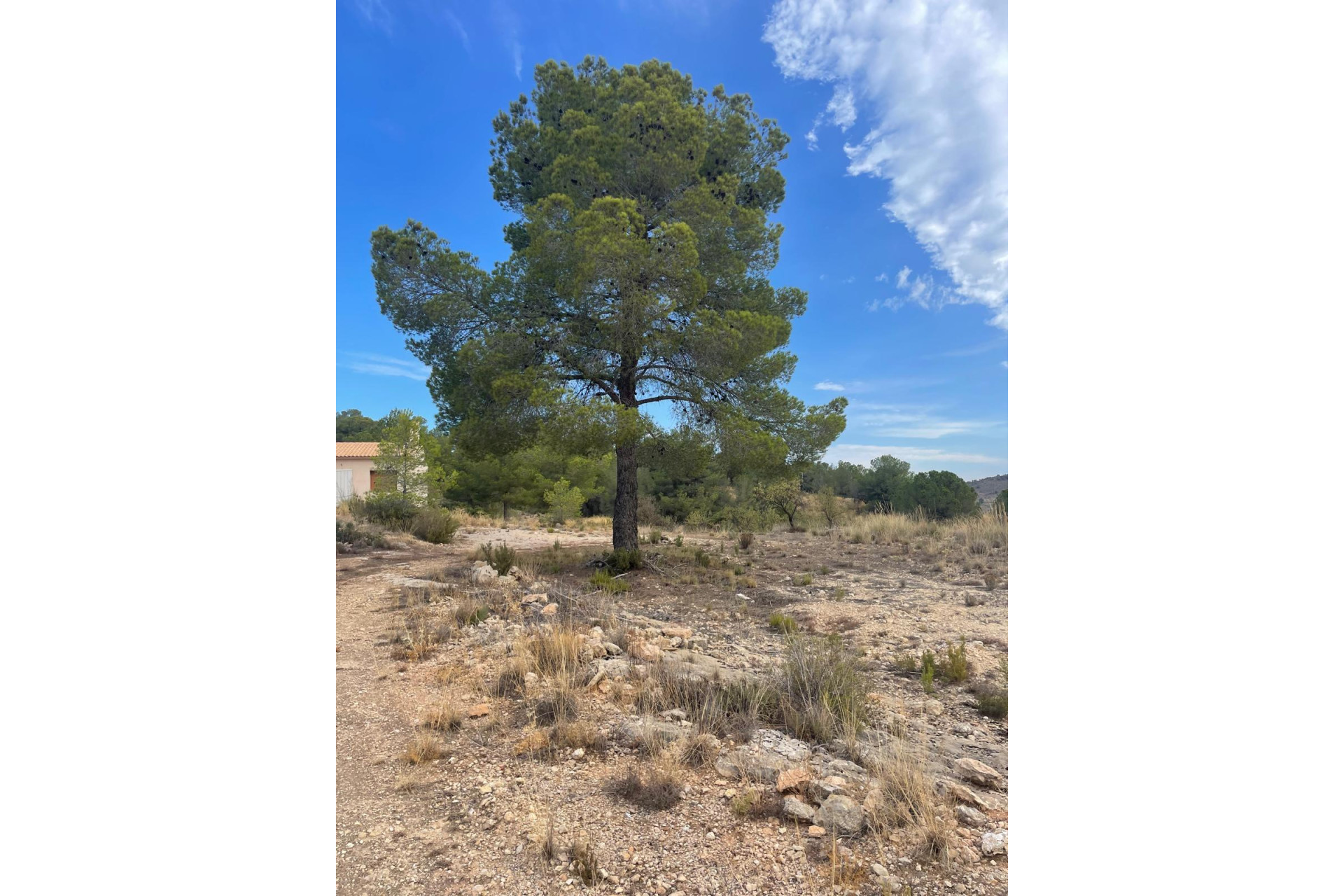 Revente - Terrain -
Pinoso - Pinoso Alicante