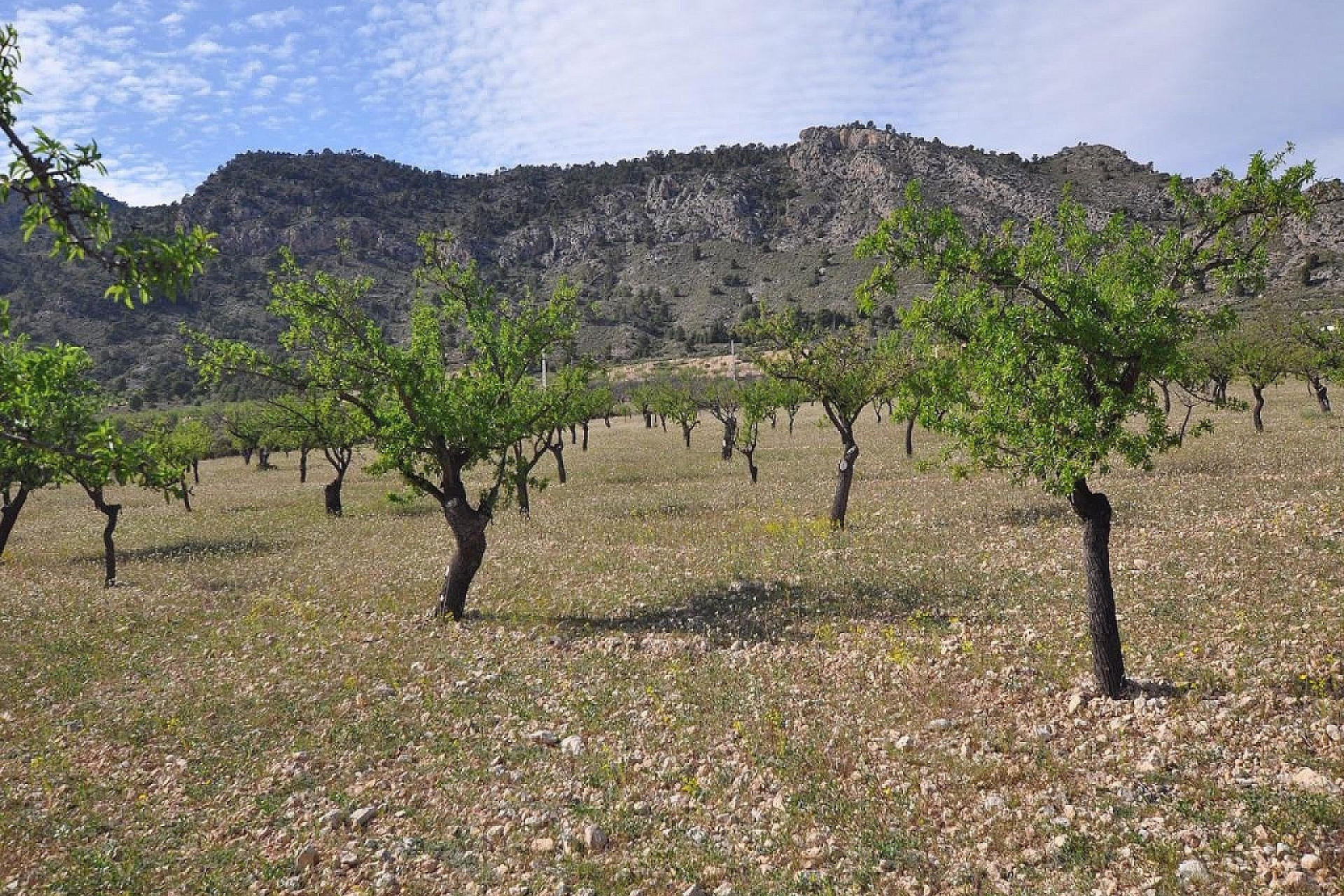 Revente - Terrain -
Salinas