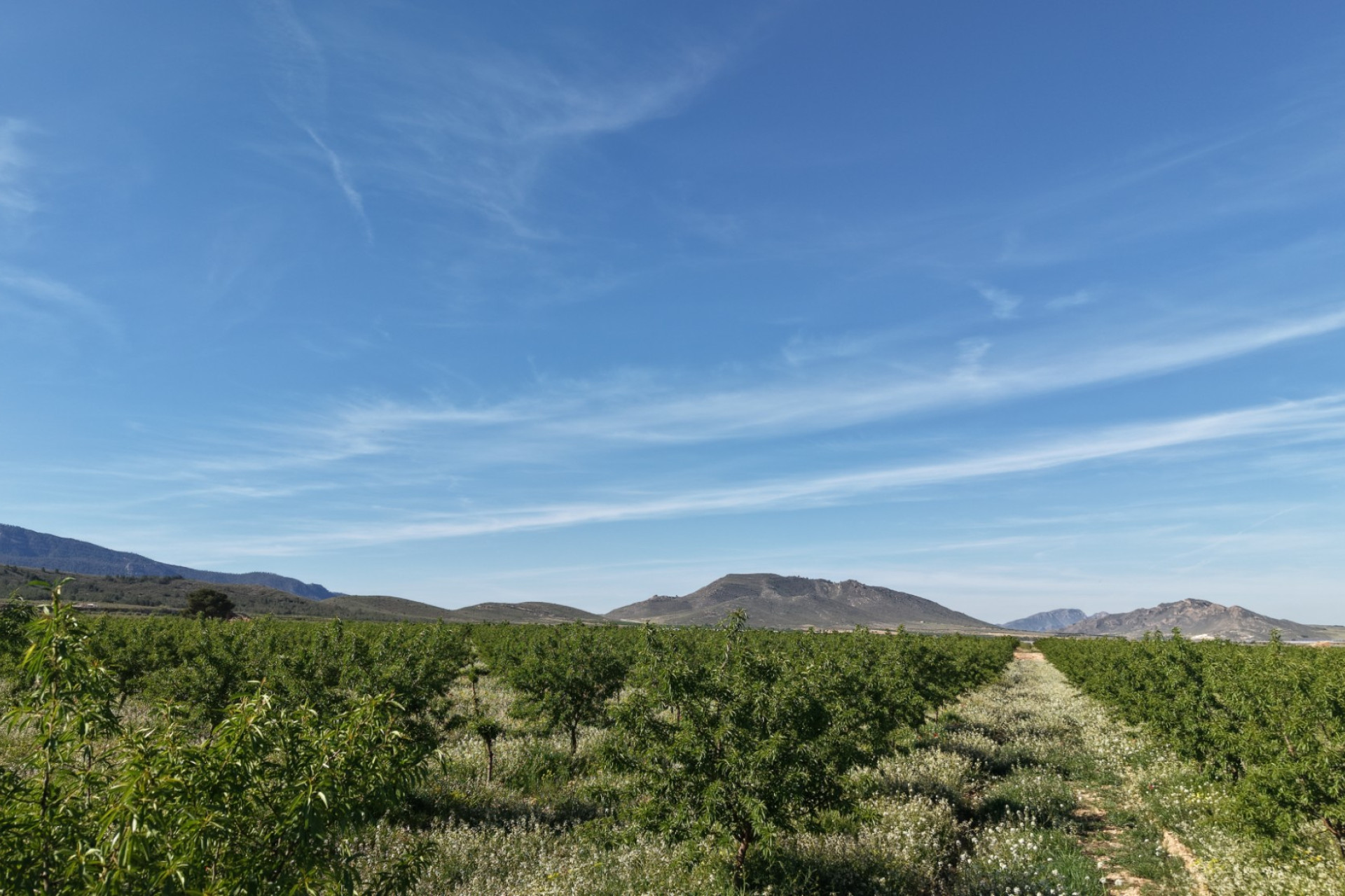 Revente - Terrain -
Yecla - Yecla Murcia