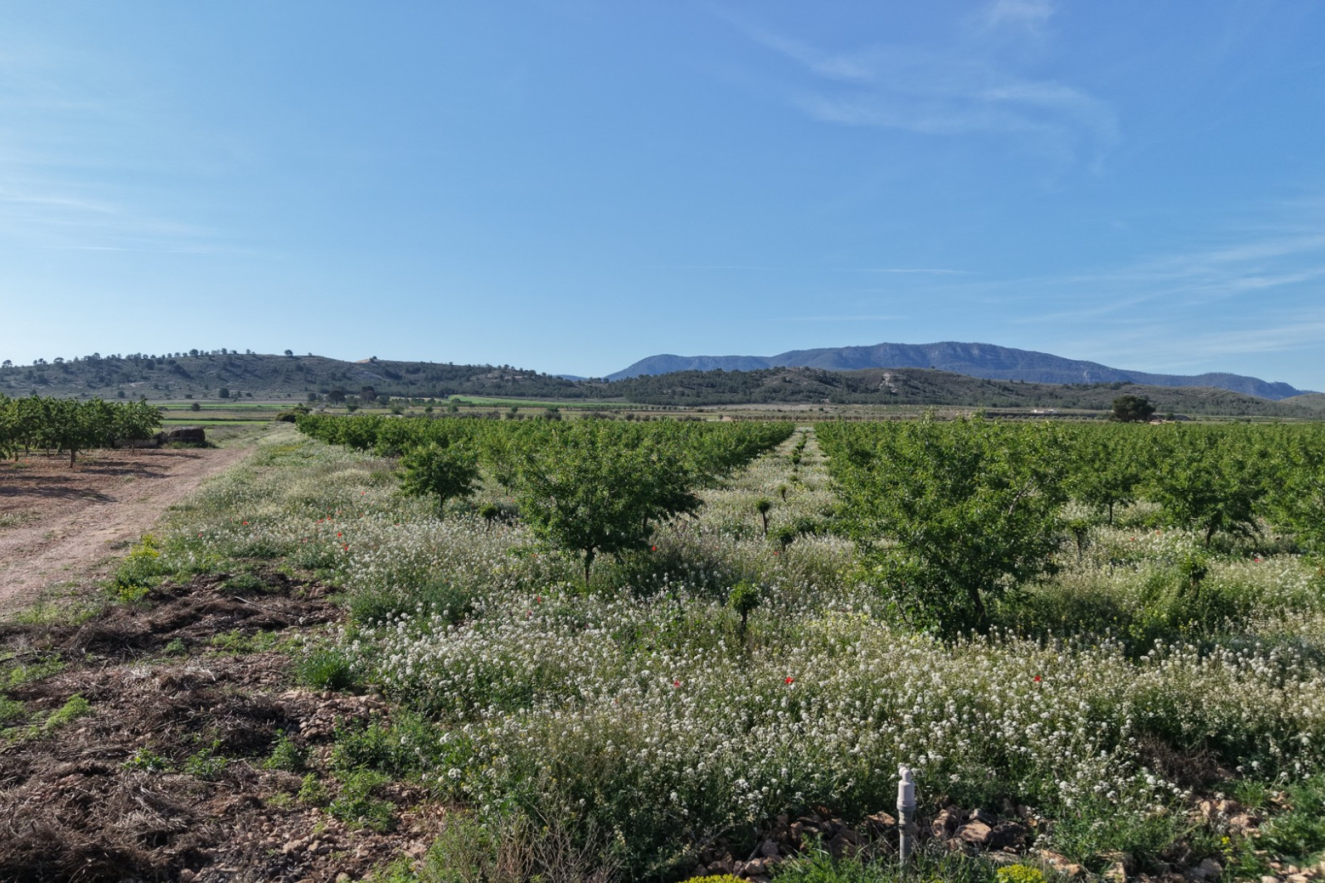 Revente - Terrain -
Yecla - Yecla Murcia