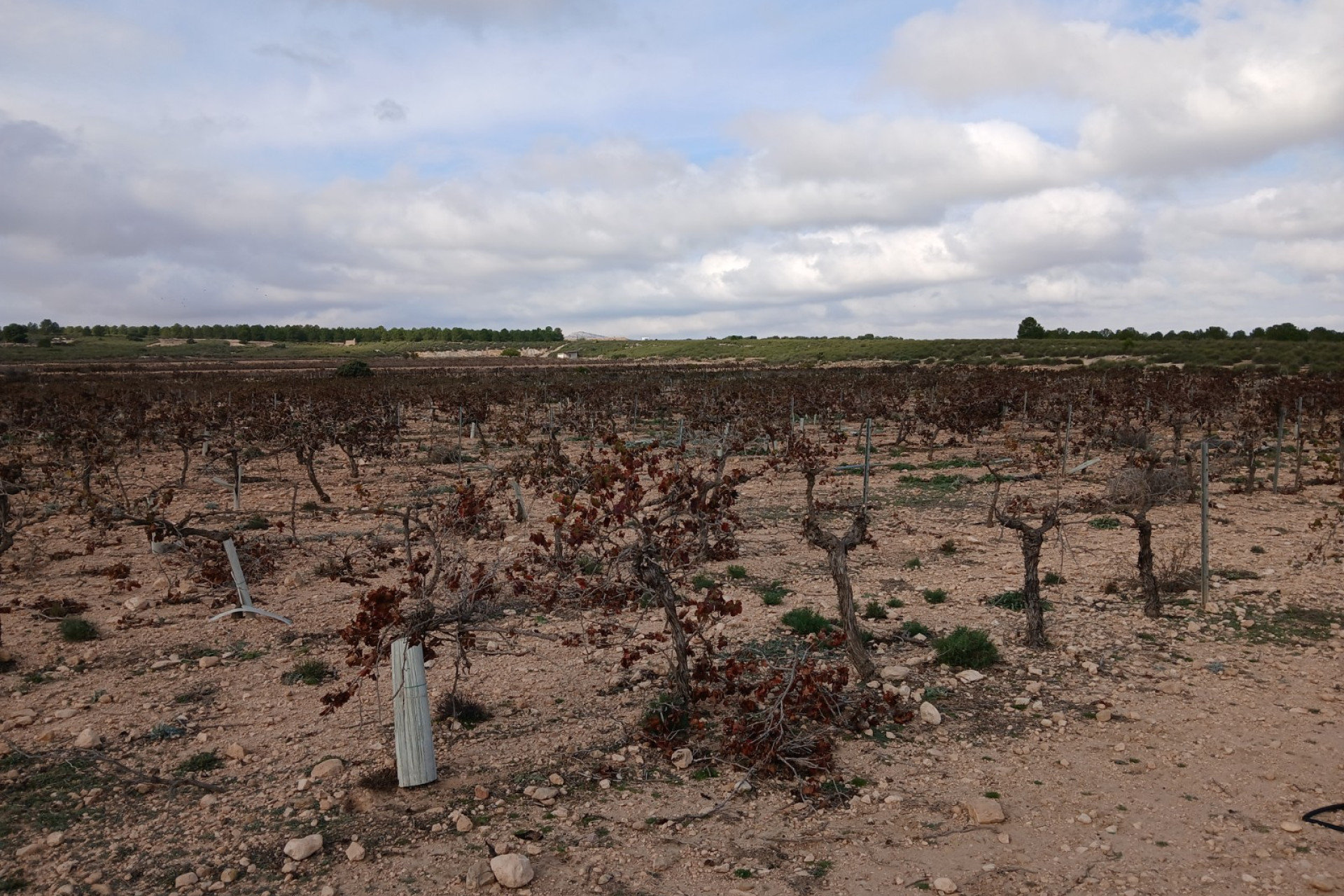 Revente - Terrain -
Yecla