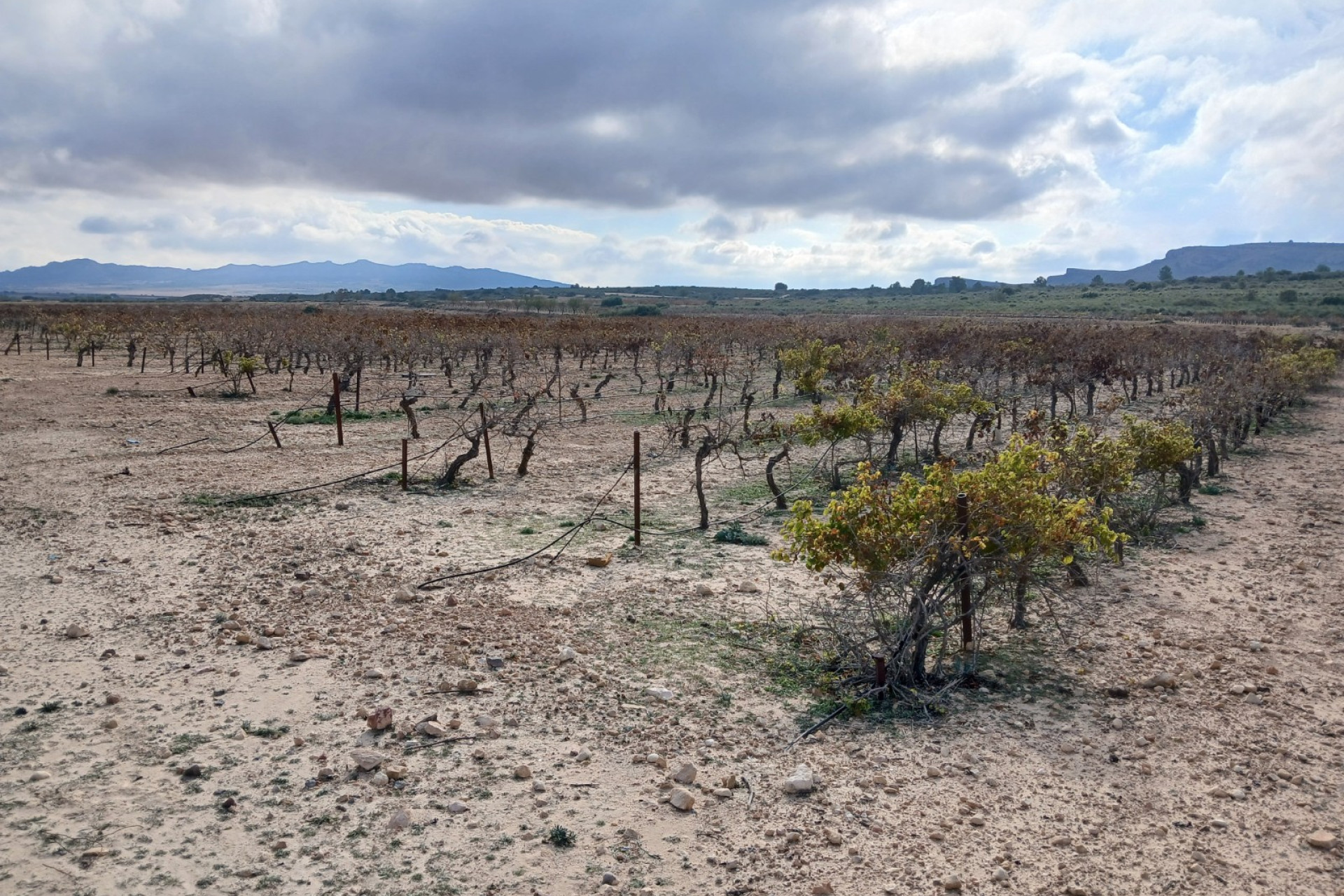 Revente - Terrain -
Yecla