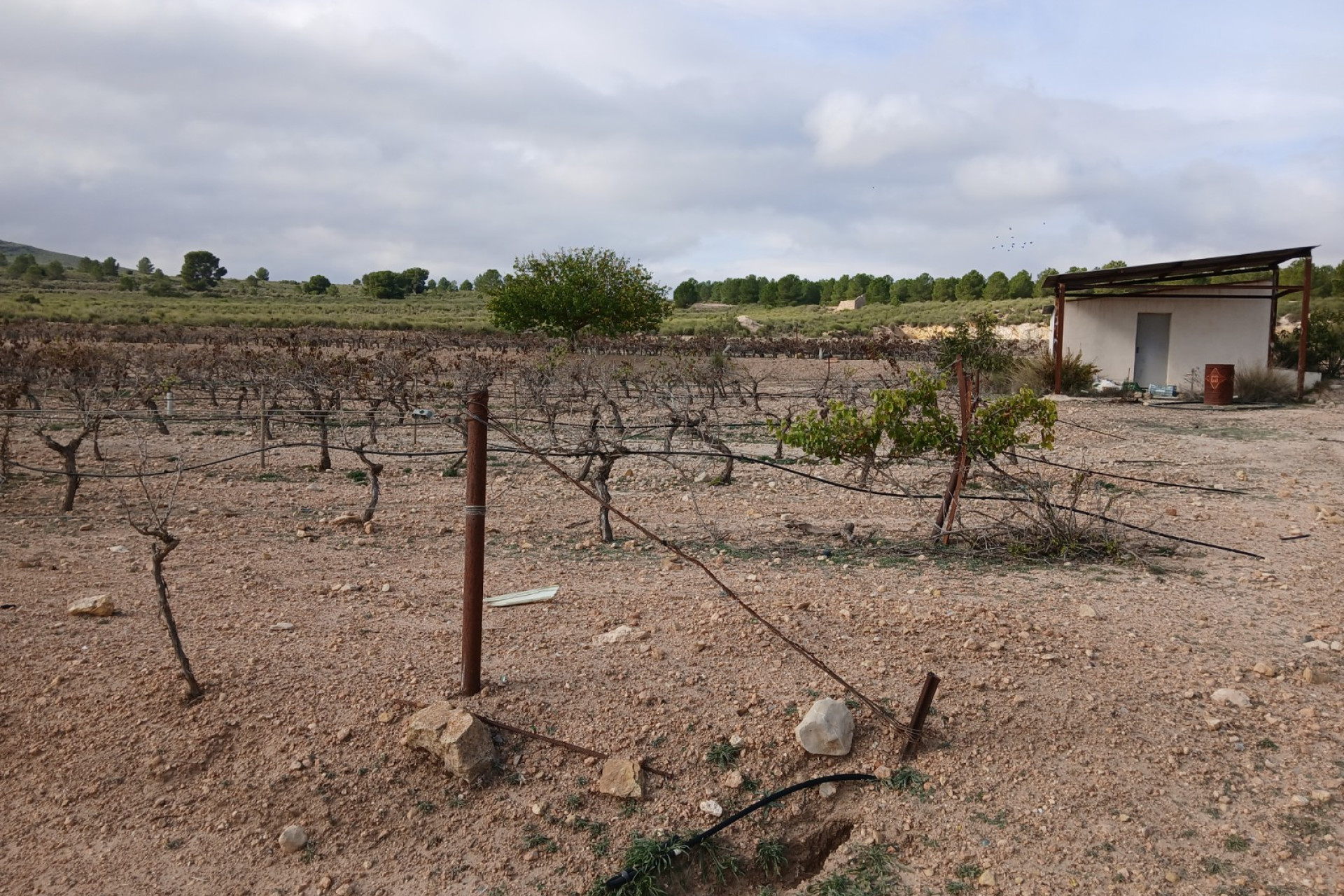 Revente - Terrain -
Yecla