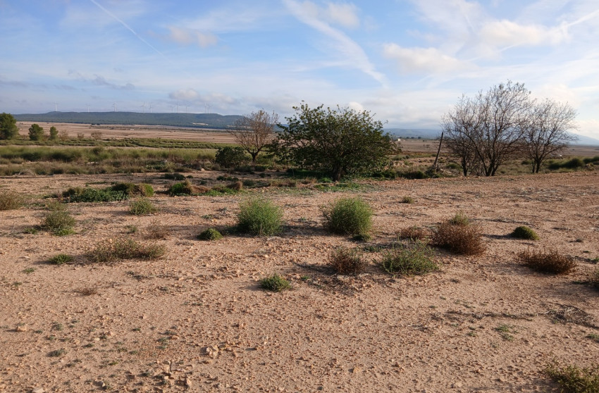 Revente - Terrain -
Yecla