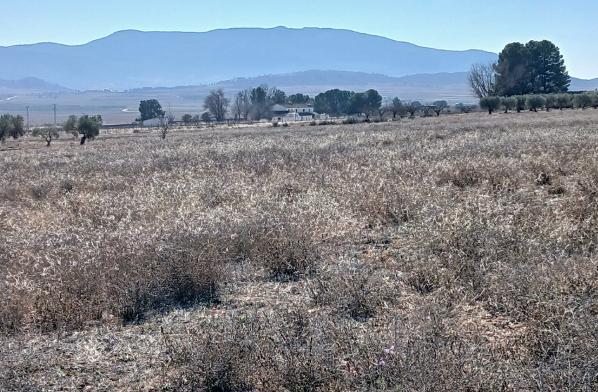 Revente - Terrain -
Yecla