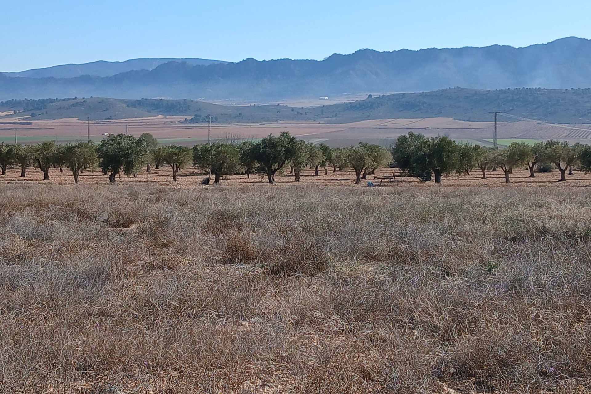 Revente - Terrain -
Yecla