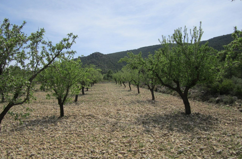 Revente - Terrain -
Yecla