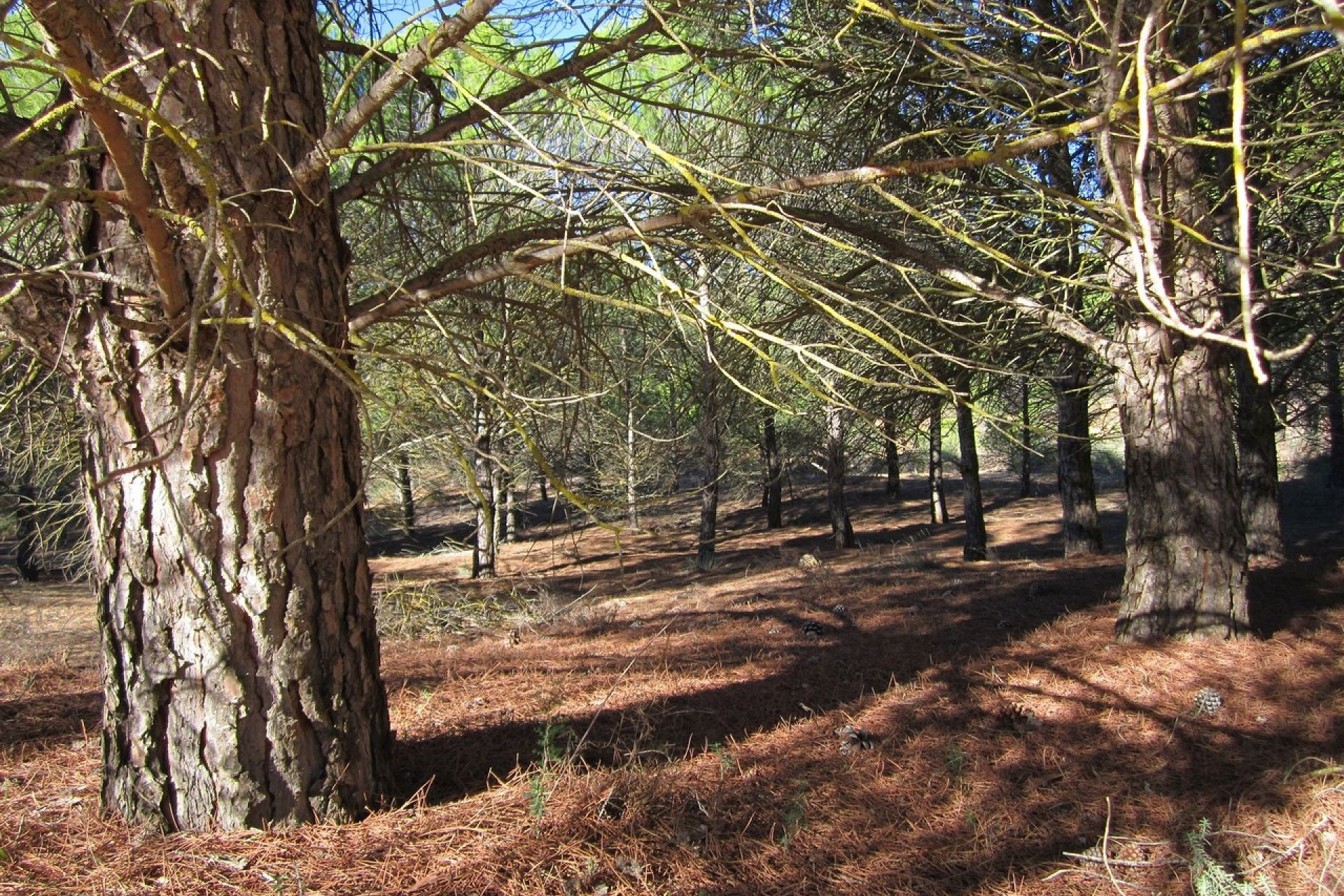 Revente - Terrain -
Yecla