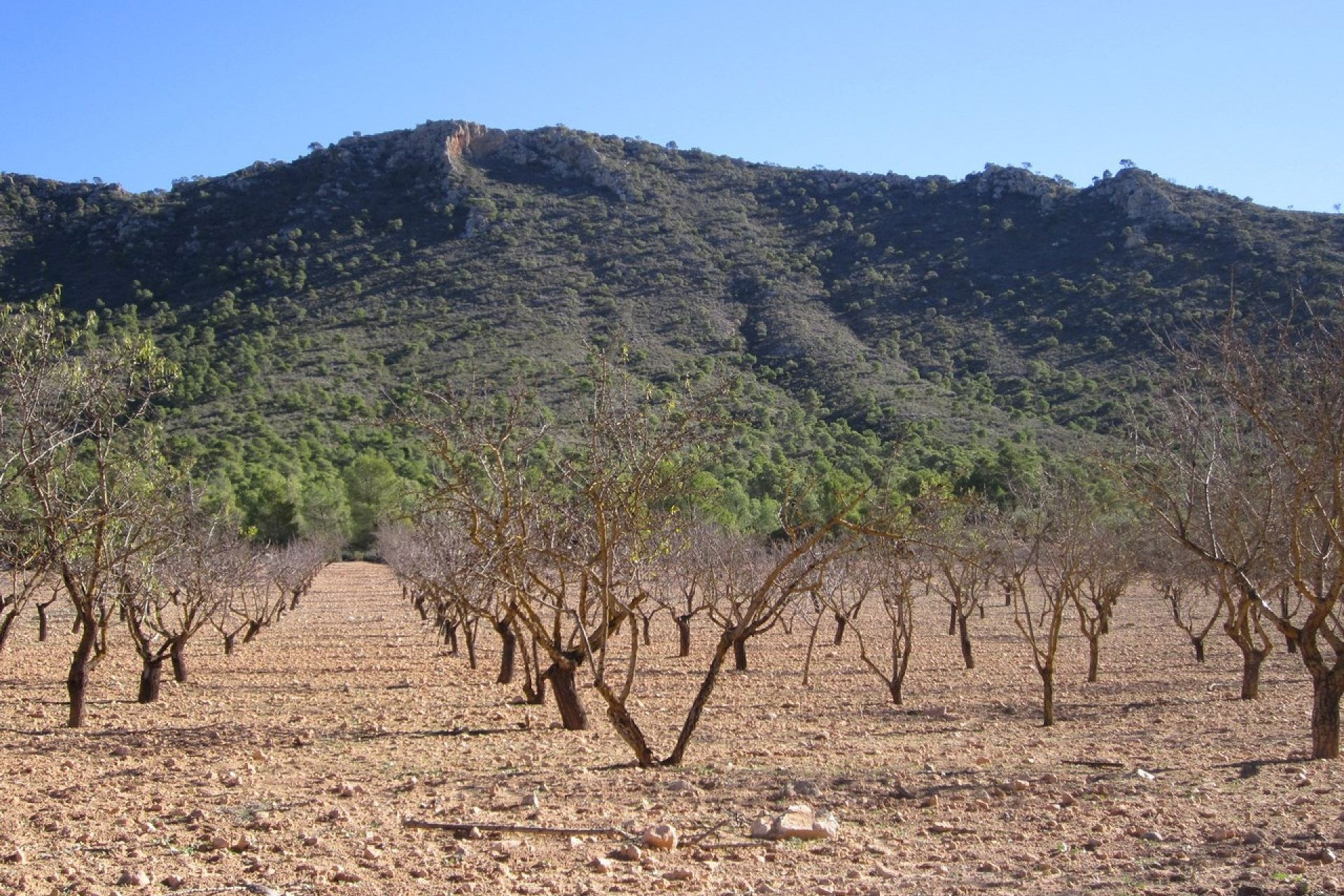 Revente - Terrain -
Yecla
