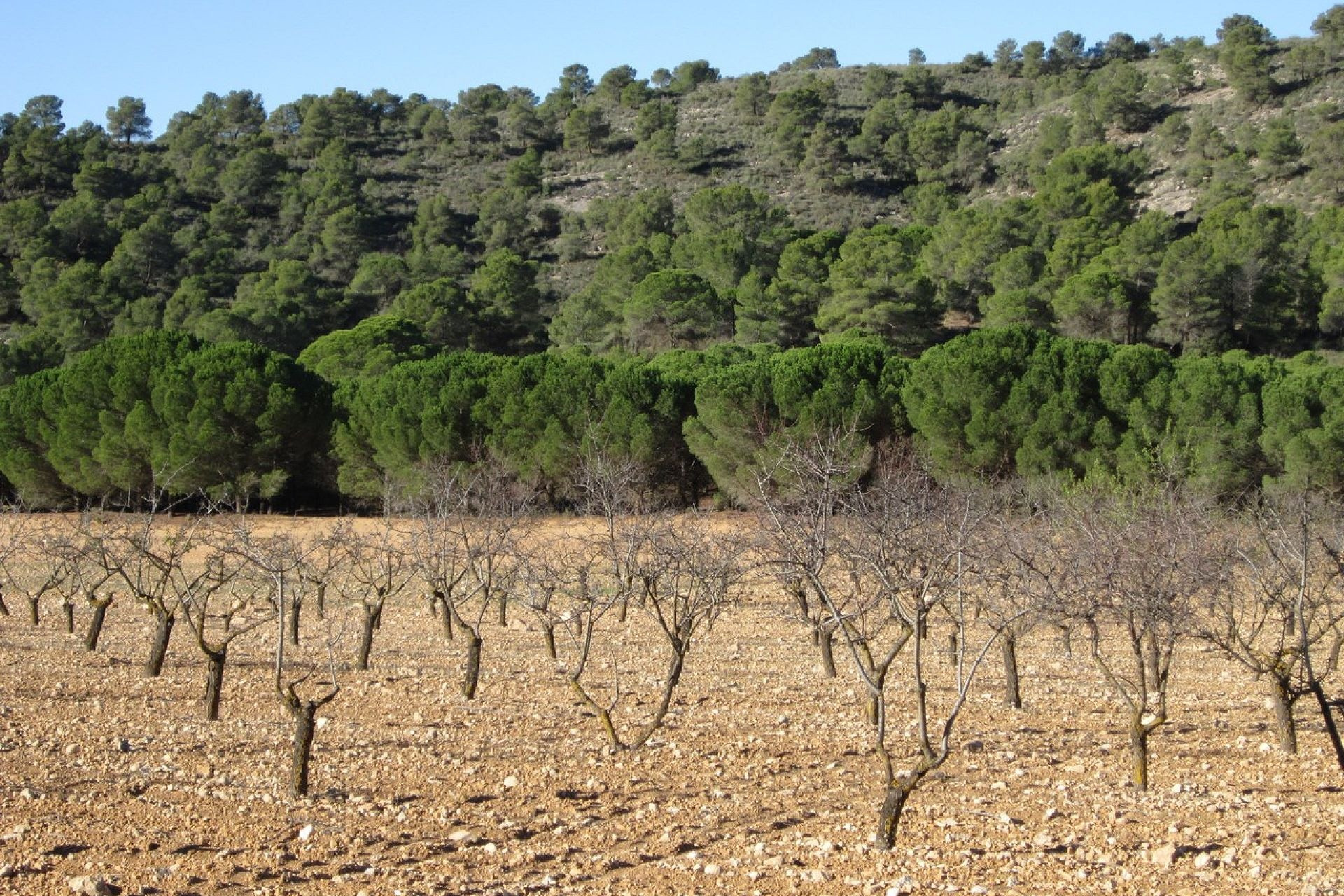 Revente - Terrain -
Yecla