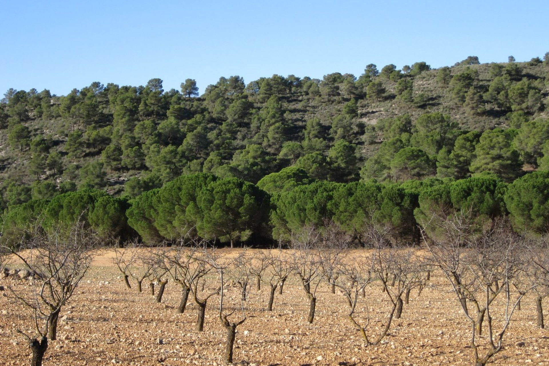 Revente - Terrain -
Yecla