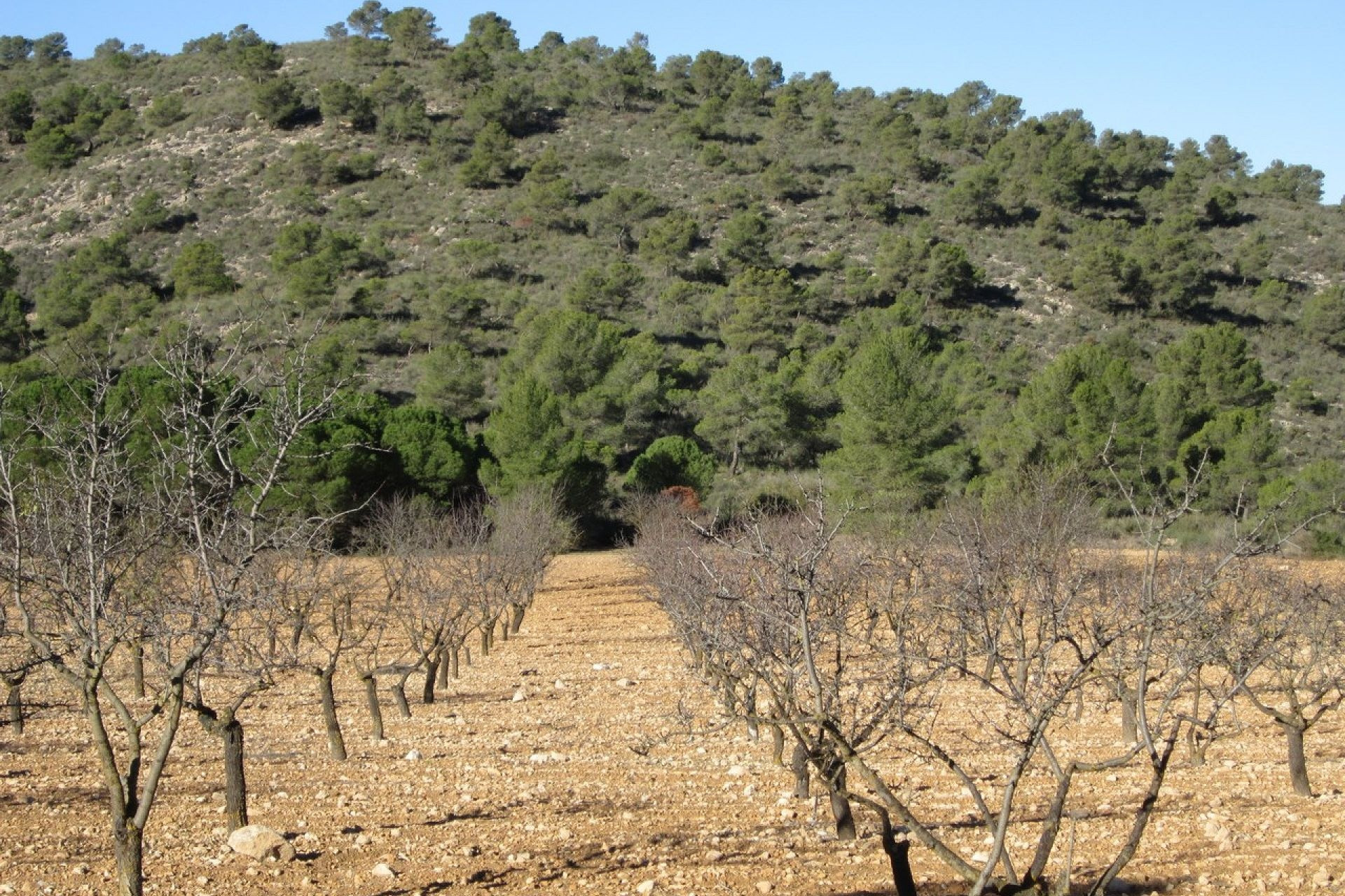 Revente - Terrain -
Yecla