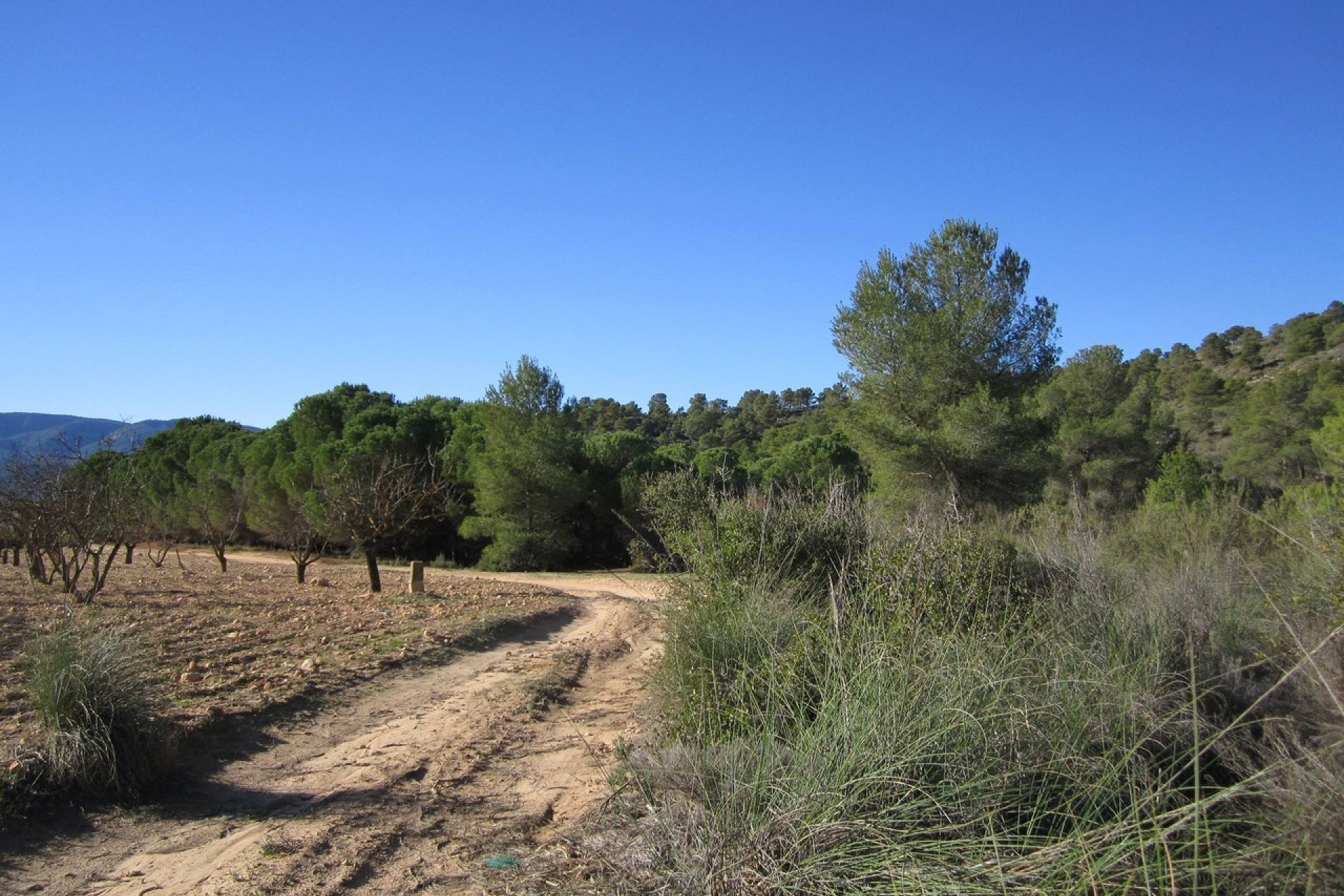 Revente - Terrain -
Yecla